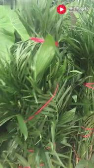 水仙花爆料视频大全最新,揭秘娱乐圈幕后真相  第1张